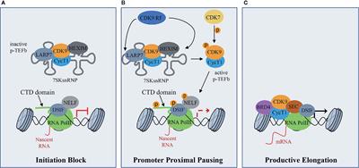 CDK9 as a Valuable Target in Cancer: From Natural Compounds Inhibitors to Current Treatment in Pediatric Soft Tissue Sarcomas